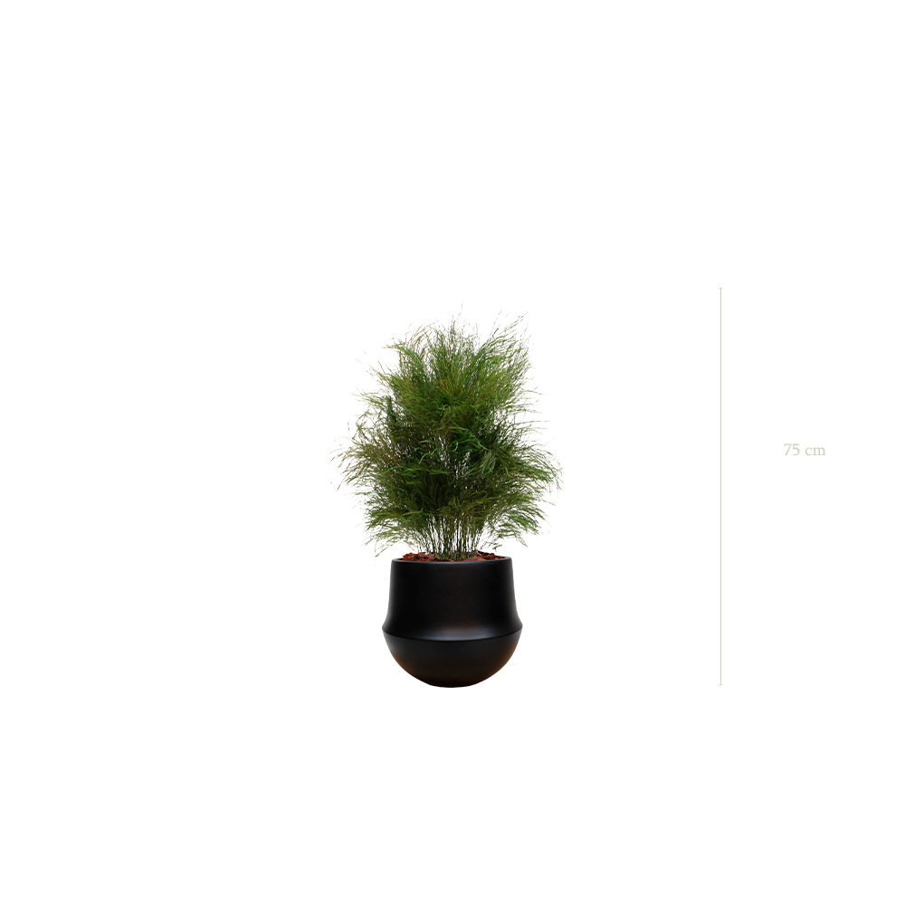 L’Herbe Folle - Pot Rond Noir #Stabilisé
