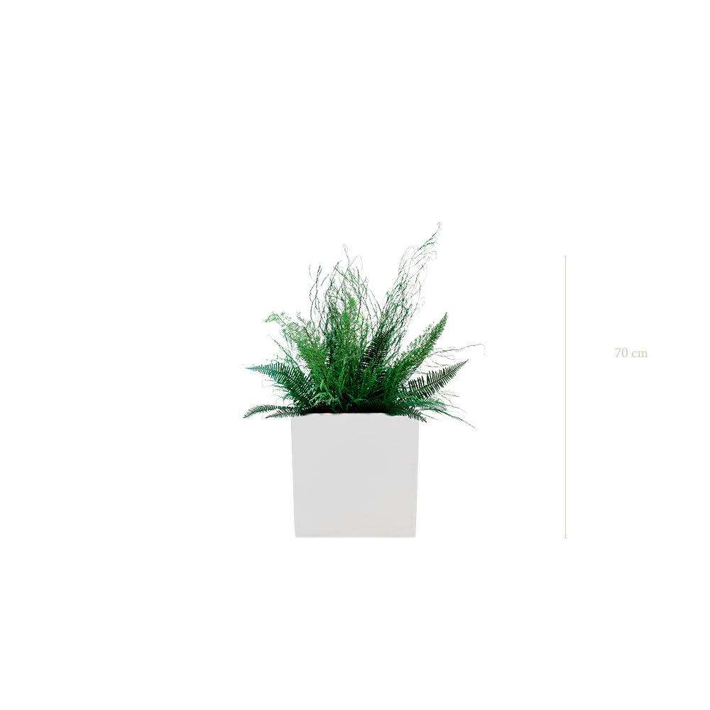 La Forêt - Cube Blanc - Stabilisé