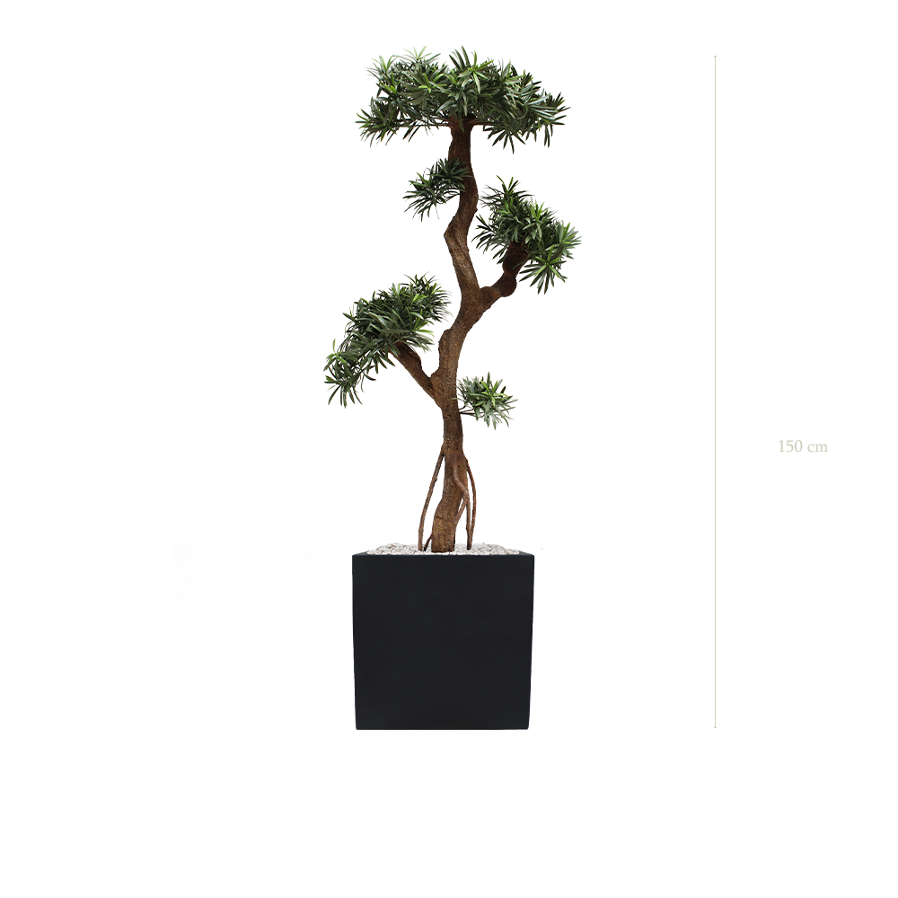 Le Podocarpus - Cube Noir #Extérieur #Artificiel 