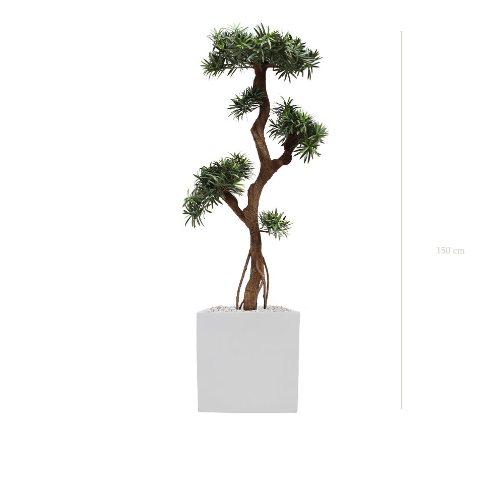 Le Podocarpus - Cube Blanc #Extérieur #Artificiel 