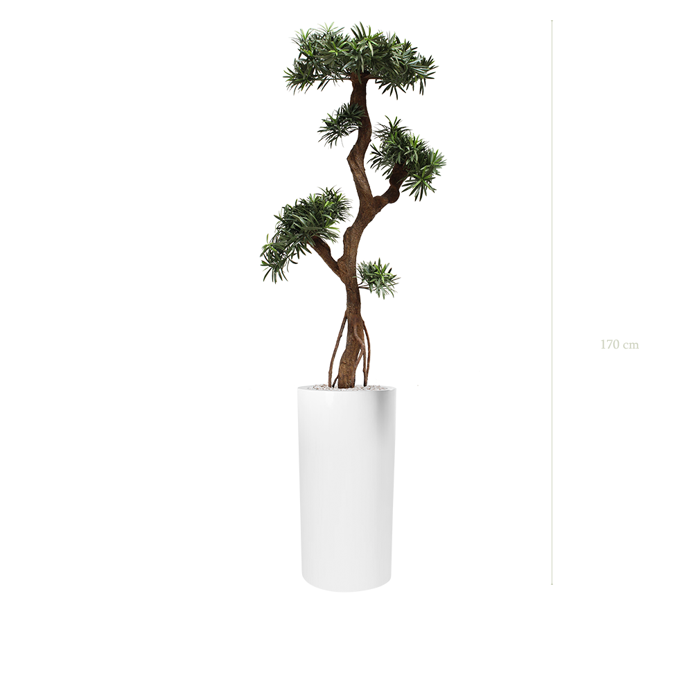 The Podocarpus - Tall White Cylinder Pot #Artificial #Outdoor