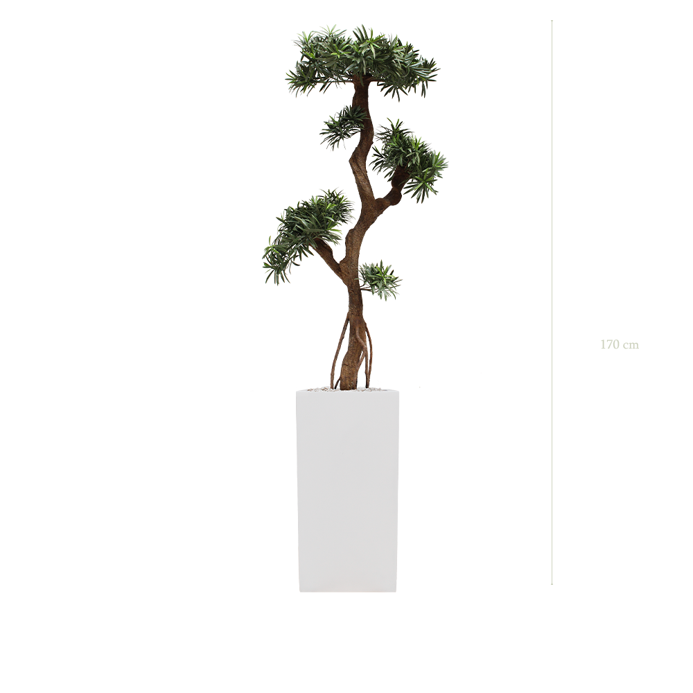 Le Podocarpus - Cube Haut Blanc #Extérieur #Artificiel 