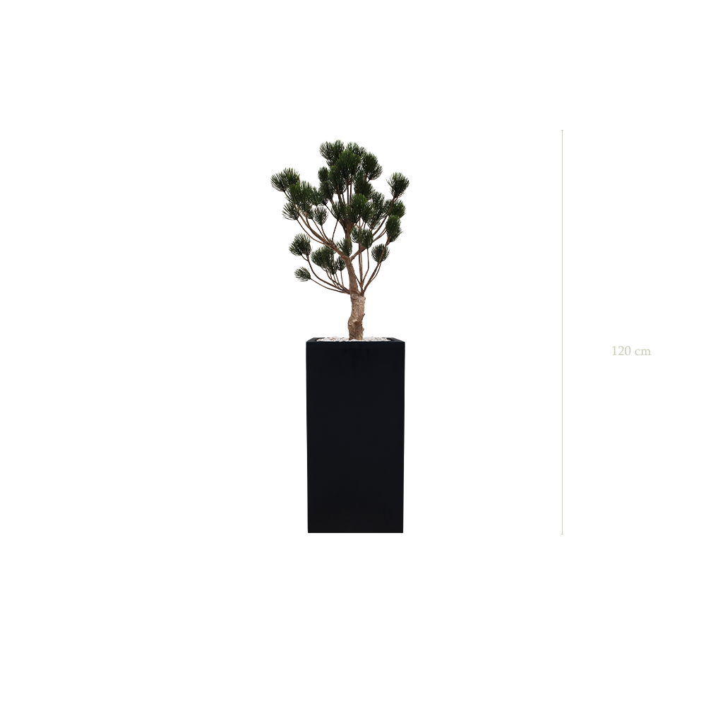 The Garigue Pine Tree - Tall Black Cube Pot #Artificial #Outdoor