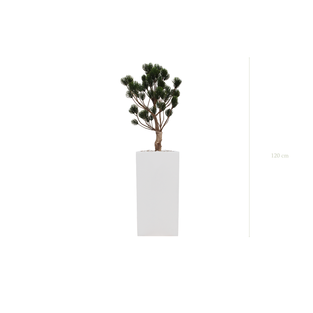 The Garigue Pine Tree - Tall White Cube Pot #Artificial #Outdoor