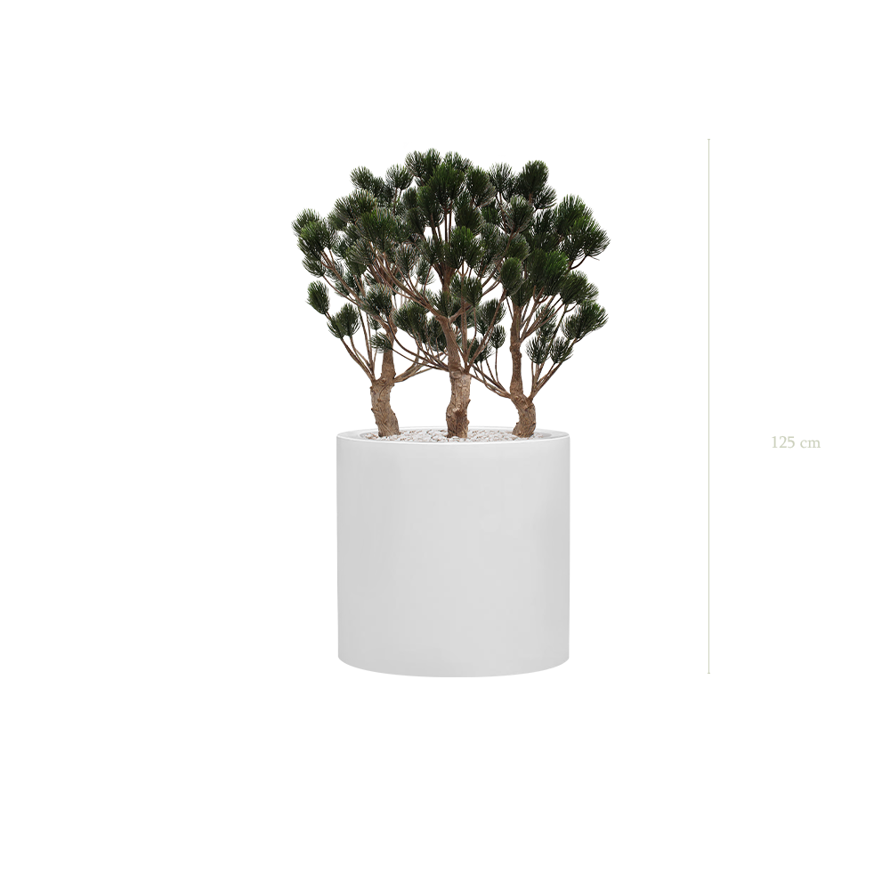 The Garigue Pine Tree - White Cylinder Pot #Artificial #Outdoor