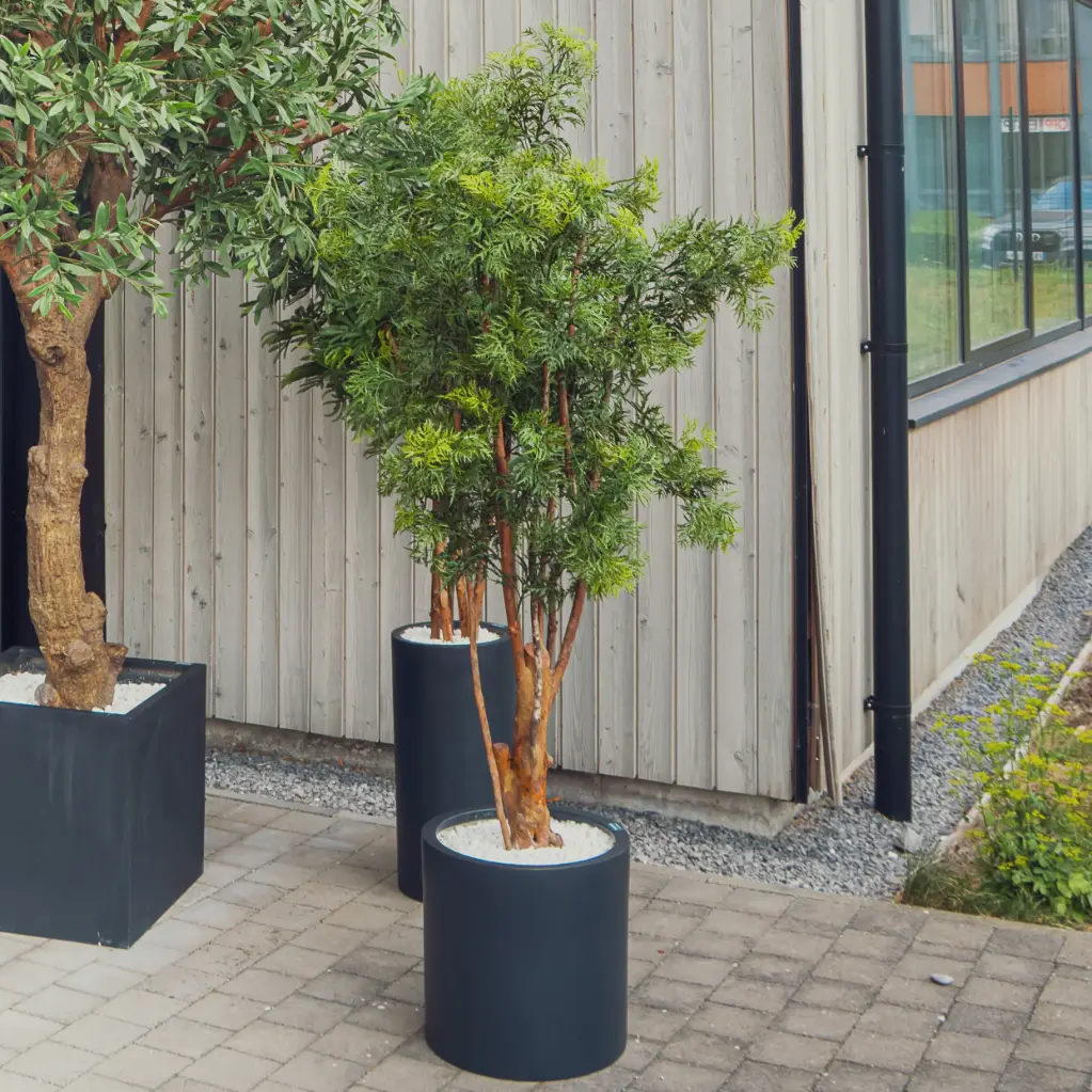 L'Aralia - Cylindre Noir - Extérieur - Artificiel