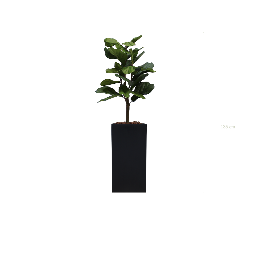 The Lyrata in a tall black cube pot #Artificial
