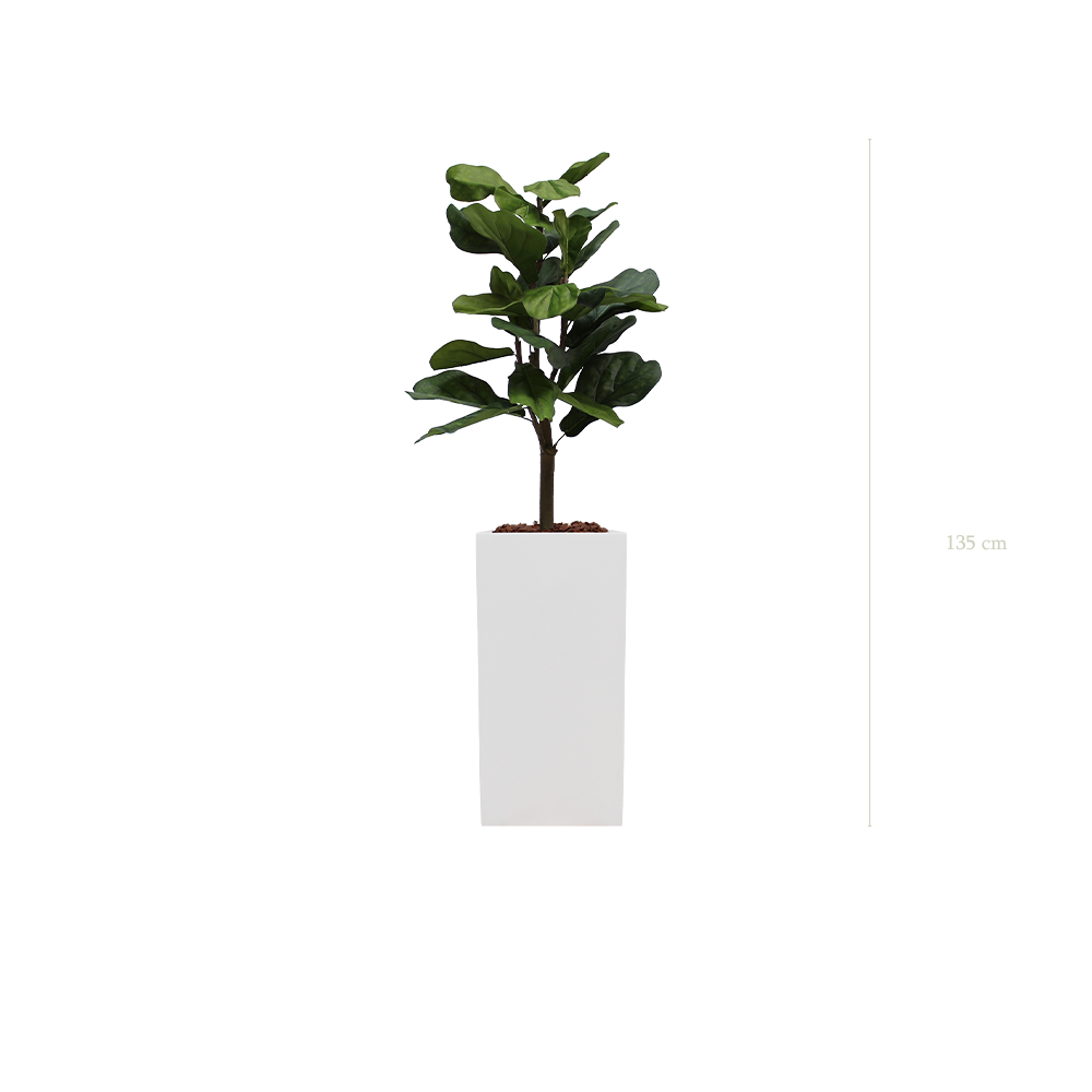 The Lyrata in a tall white cube pot #Artificial