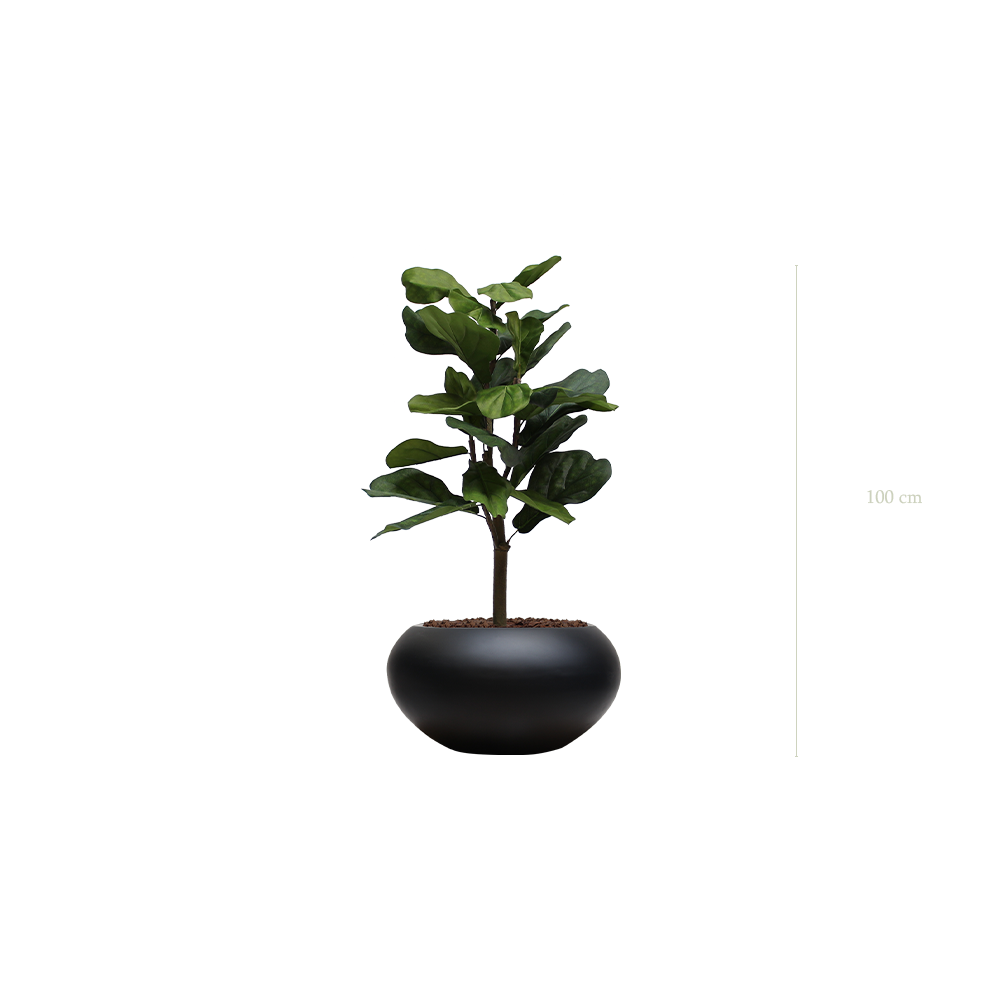 The Lyrata in a black oval pot #Artificial