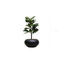 Le Lyrata - Pot Ovale Noir #Artificiel