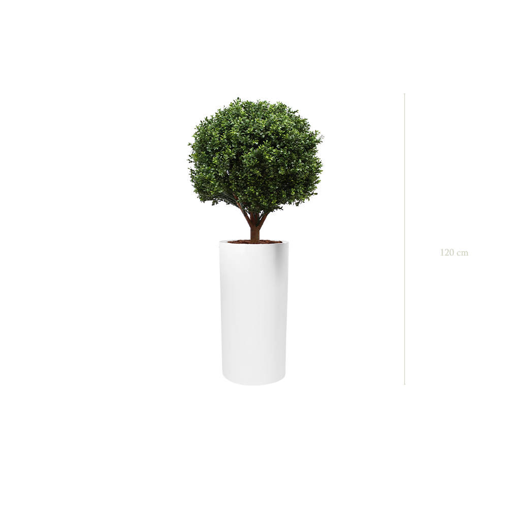 The Boxwood in a tall white cylinder pot #Artificial
