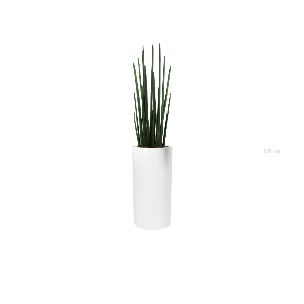 Le Sansevieria - Cylindre Haut Blanc #Artificiel