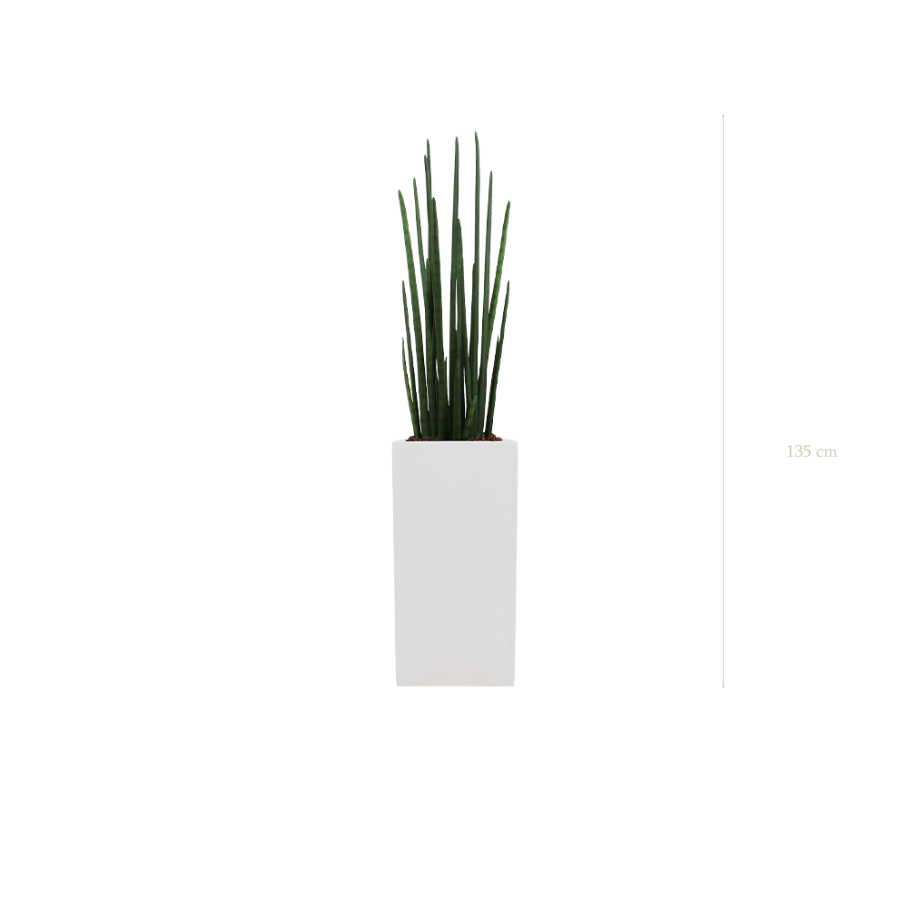 Le Sansevieria - Cube Haut Blanc #Artificiel