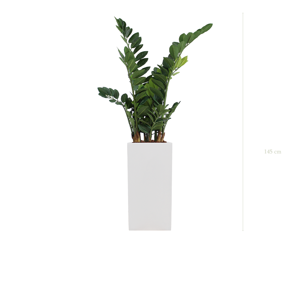 The Zamia in a tall white square pot #Artificial
