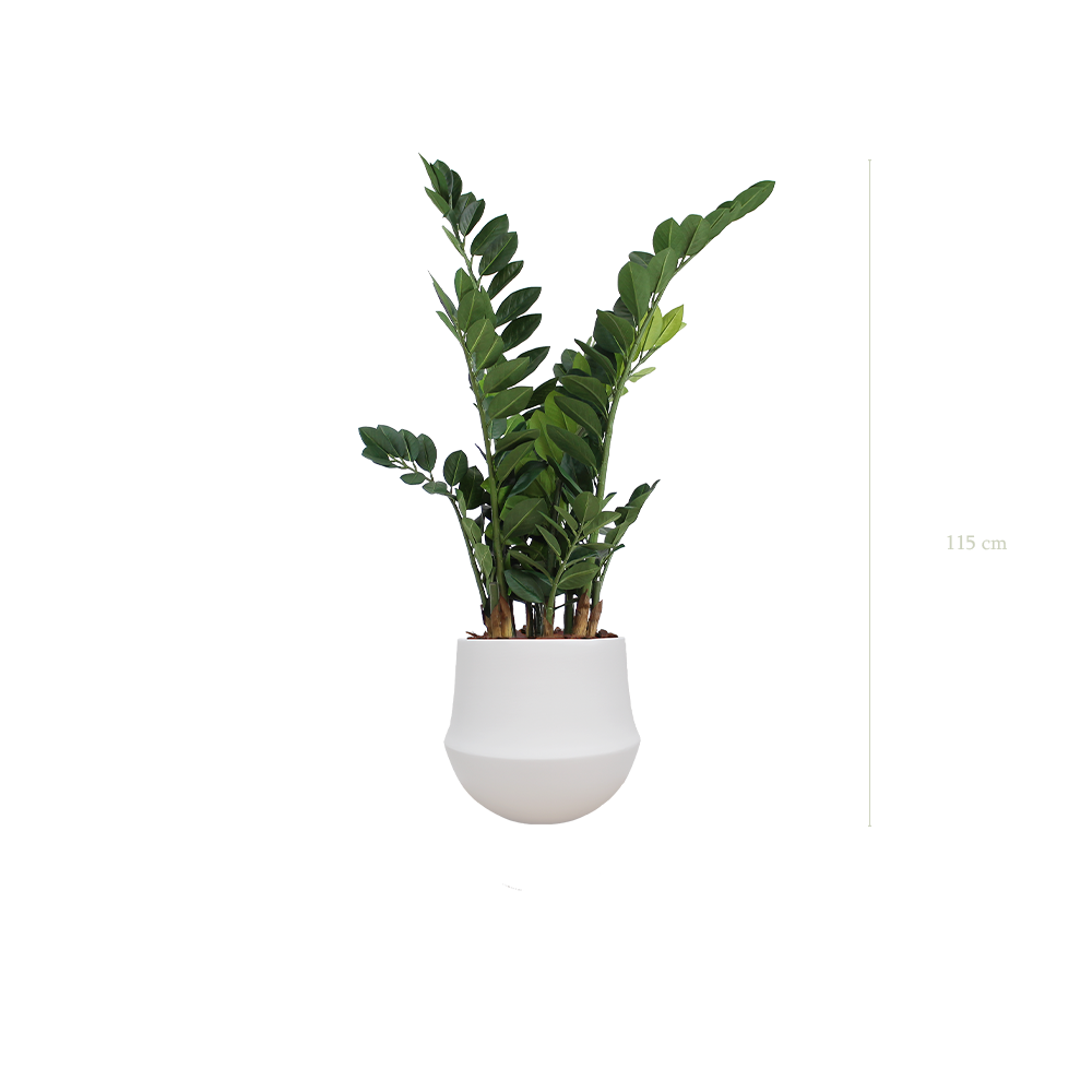 Le Zamia - Pot Rond Blanc - Artificiel