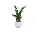 Le Zamia - Pot Rond Blanc #Artificiel