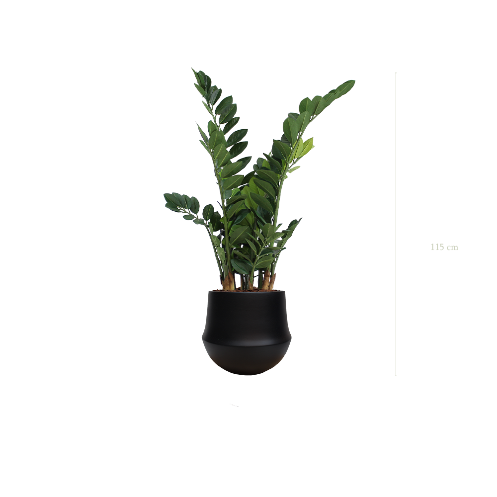 The Zamia in a black round pot #Artificiel