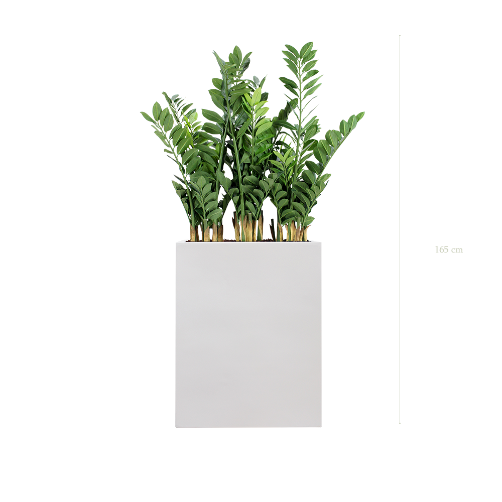The Zamia H. 165 cm in a M. white Divider  #Artificiel