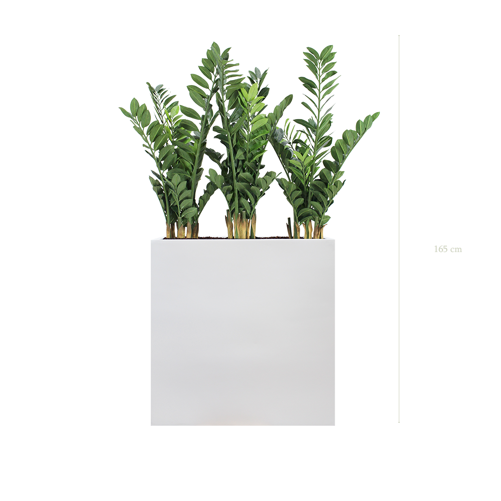 The Zamia L. White Divider #Artificial
