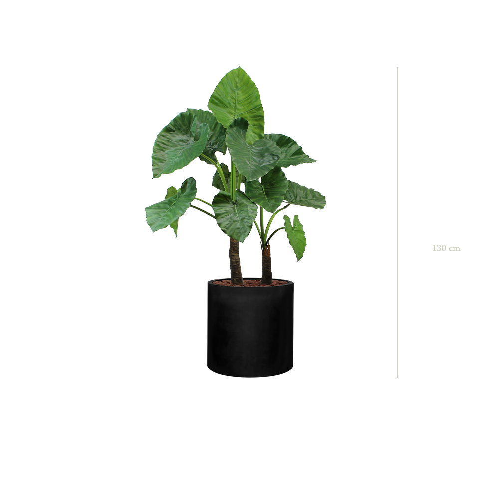 The Large Alocasia in a black cylinder pot #Artificial