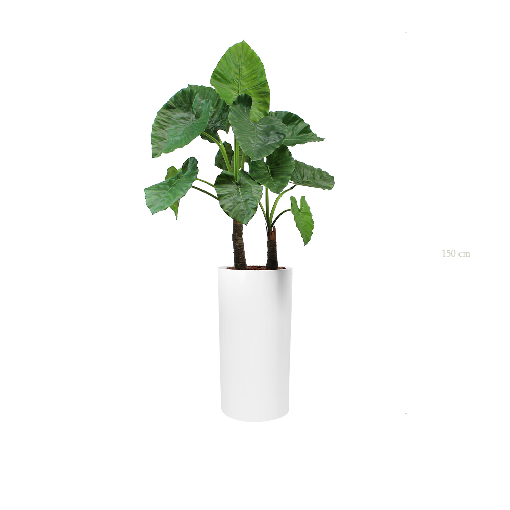 The Large Alocasia in a tall white cylinder pot #Artificial
