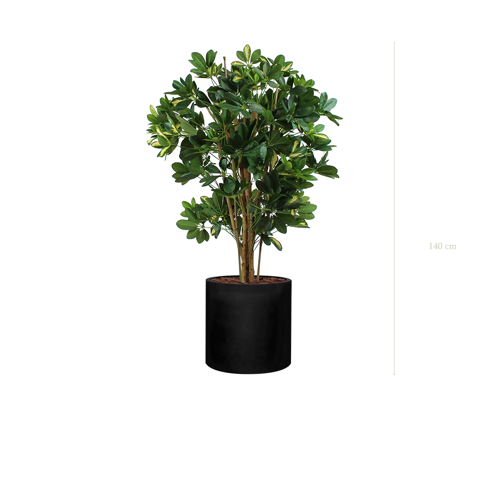 The Schefflera in a black cylinder pot #Semi-natural