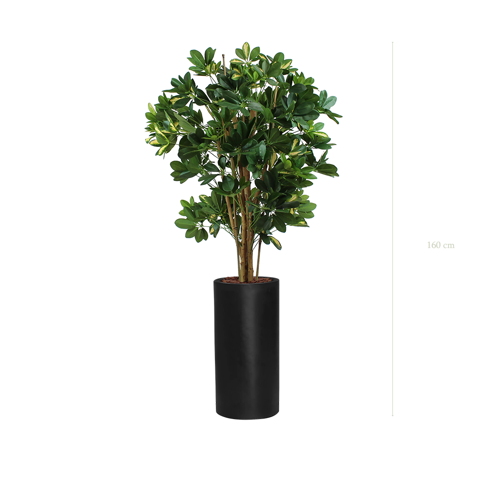 The Schefflera in a tall black cylinder pot #Semi-Natural