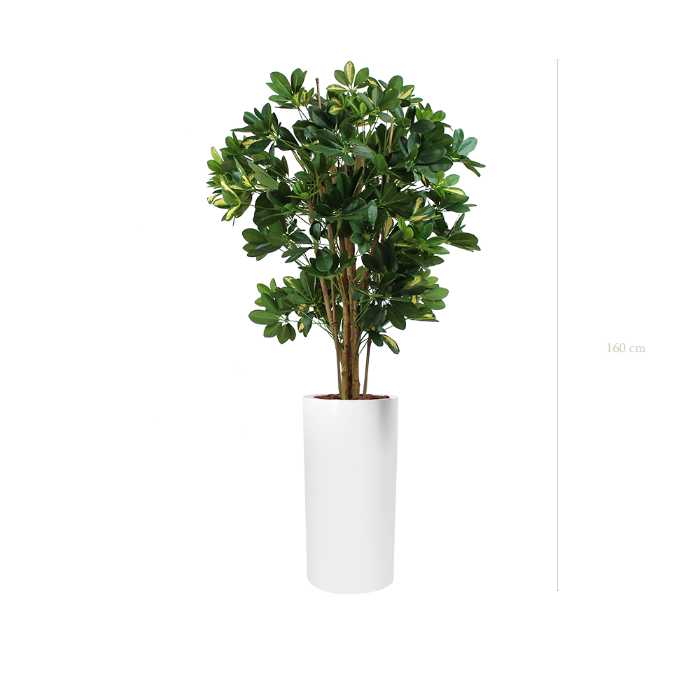 The Schefflera in a tall white cylinder pot #Semi-Natural