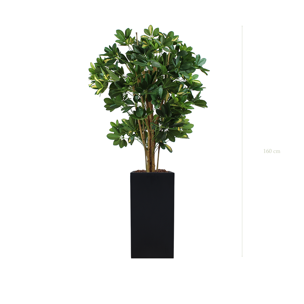 The Schefflera in a tall black cube pot #Semi-Natural