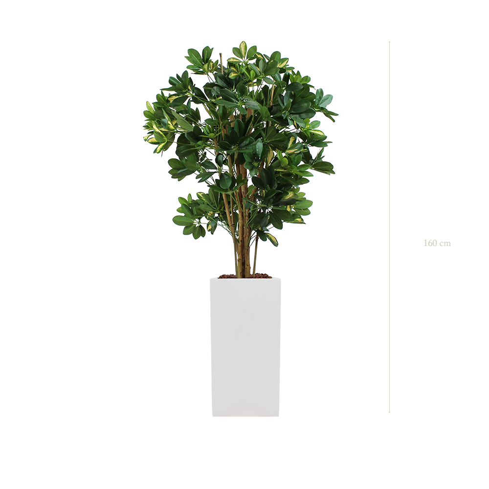 The Schefflera in a tall white square pot #Semi-Natural