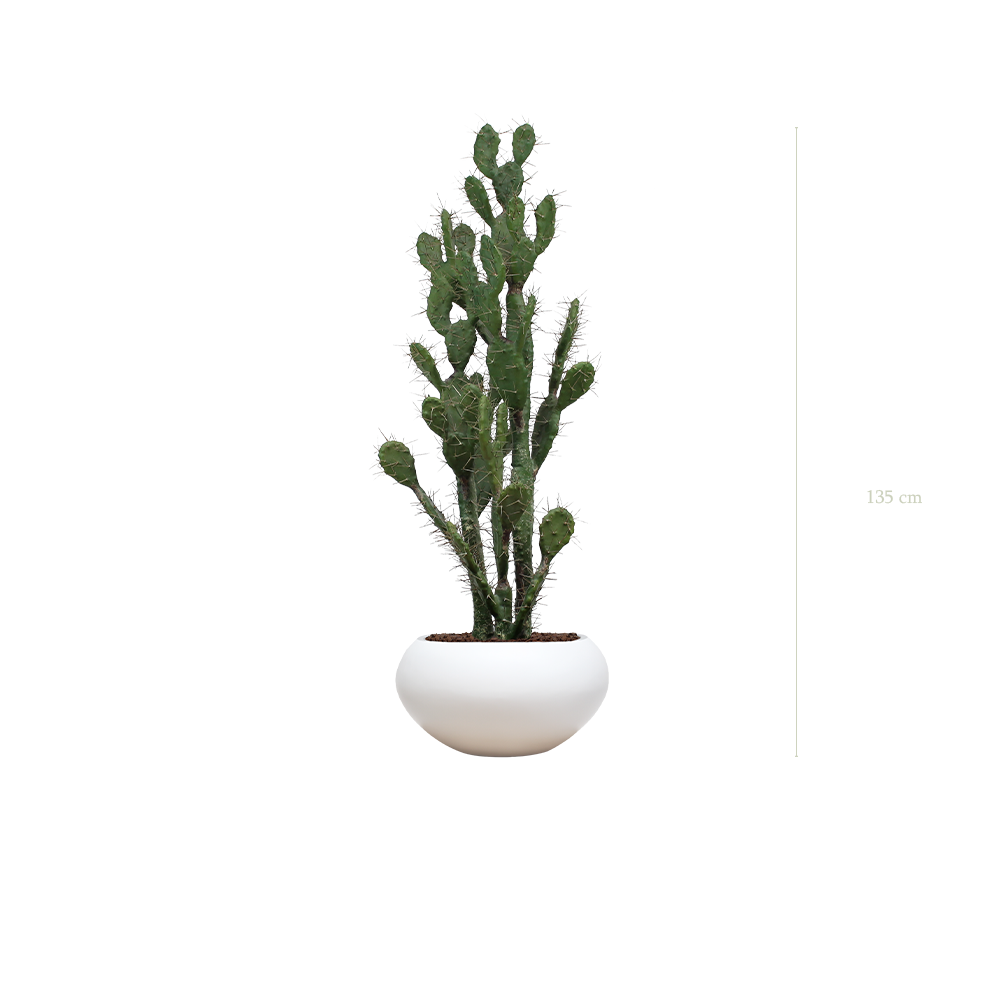 The Cactus in a white oval pot #Artificial