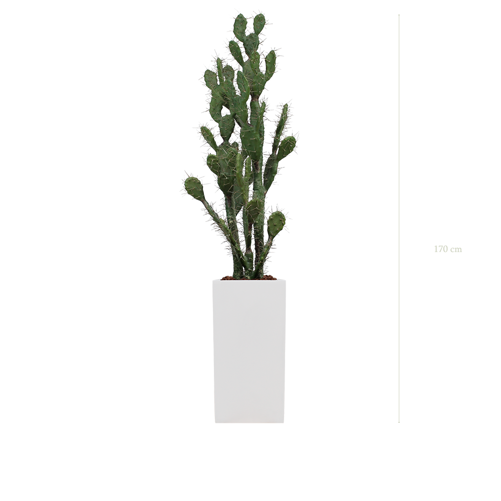Le Cactus - Cube Haut Blanc - Artificiel