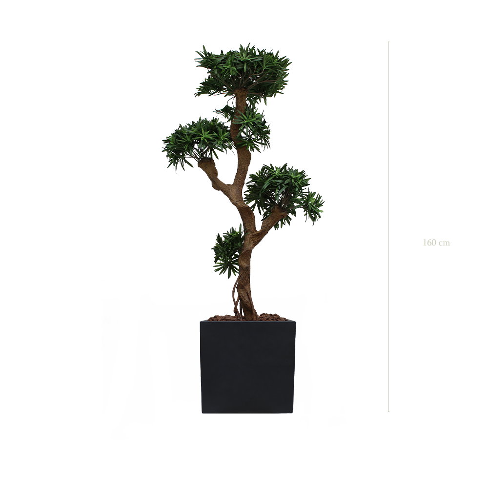 The Podocarpus in a black square pot #Artificial