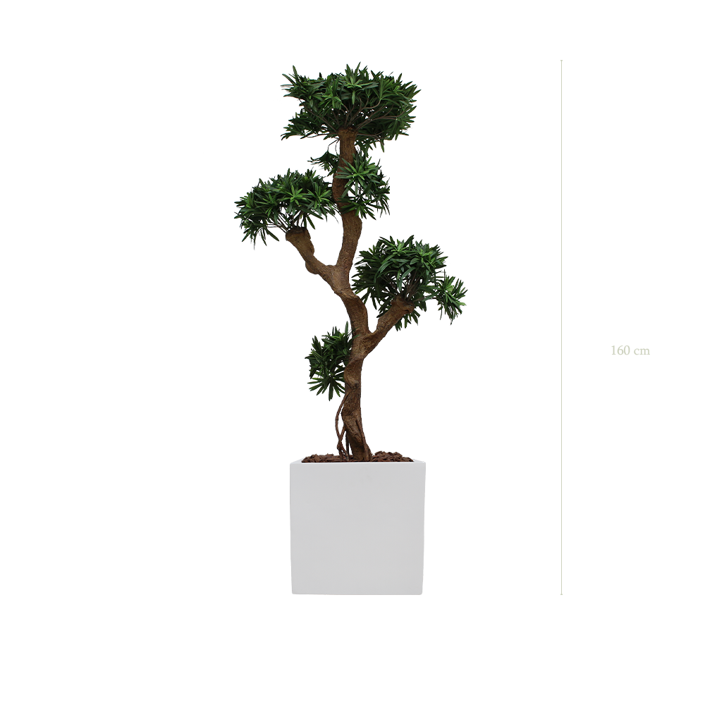 The Podocarpus in a white square pot #Artificial