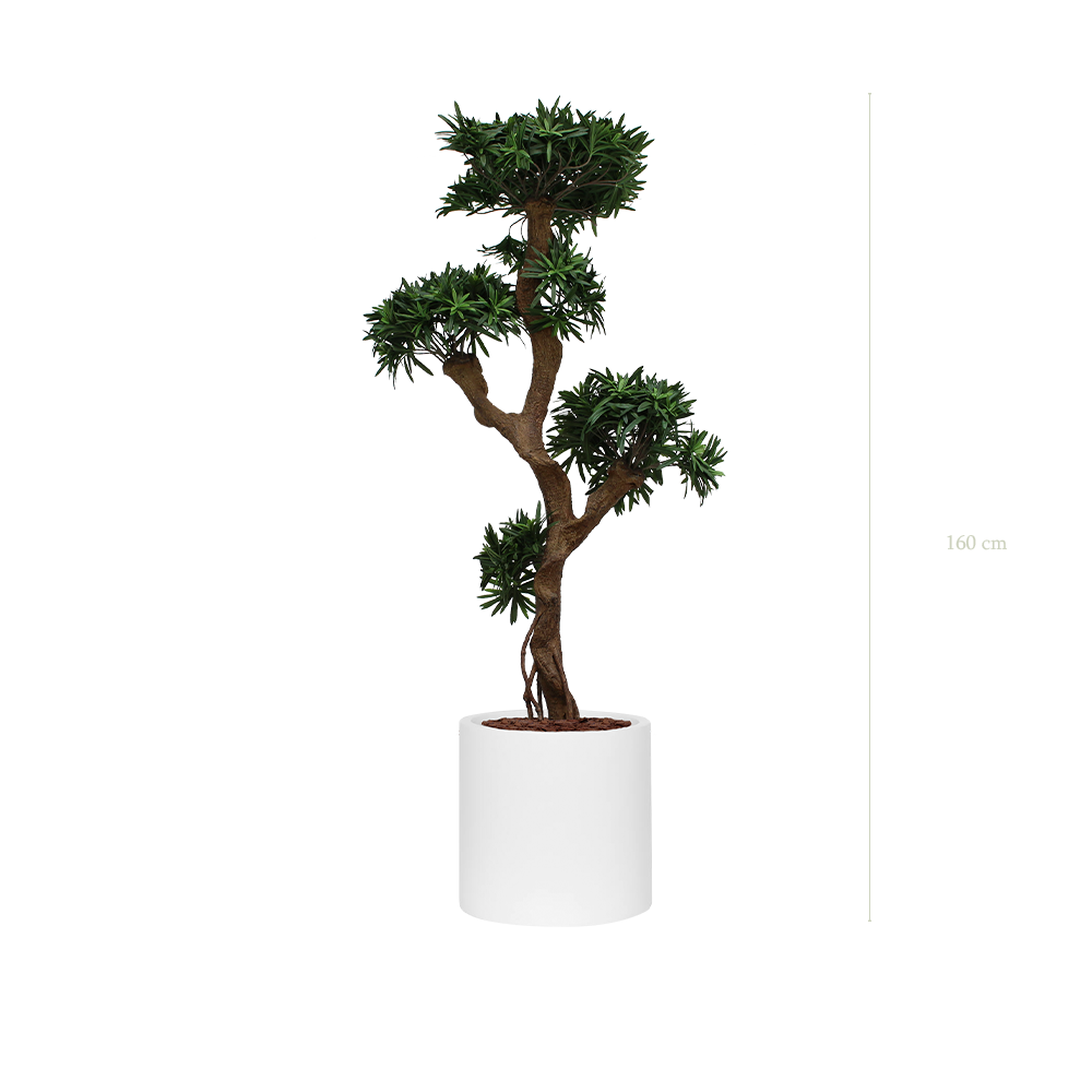 Le Podocarpus - Cylindre Blanc #Artificiel