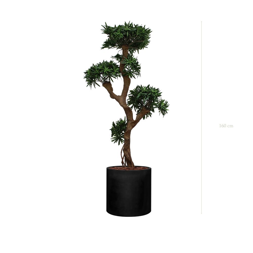 Le Podocarpus - Cylindre Noir #Artificiel