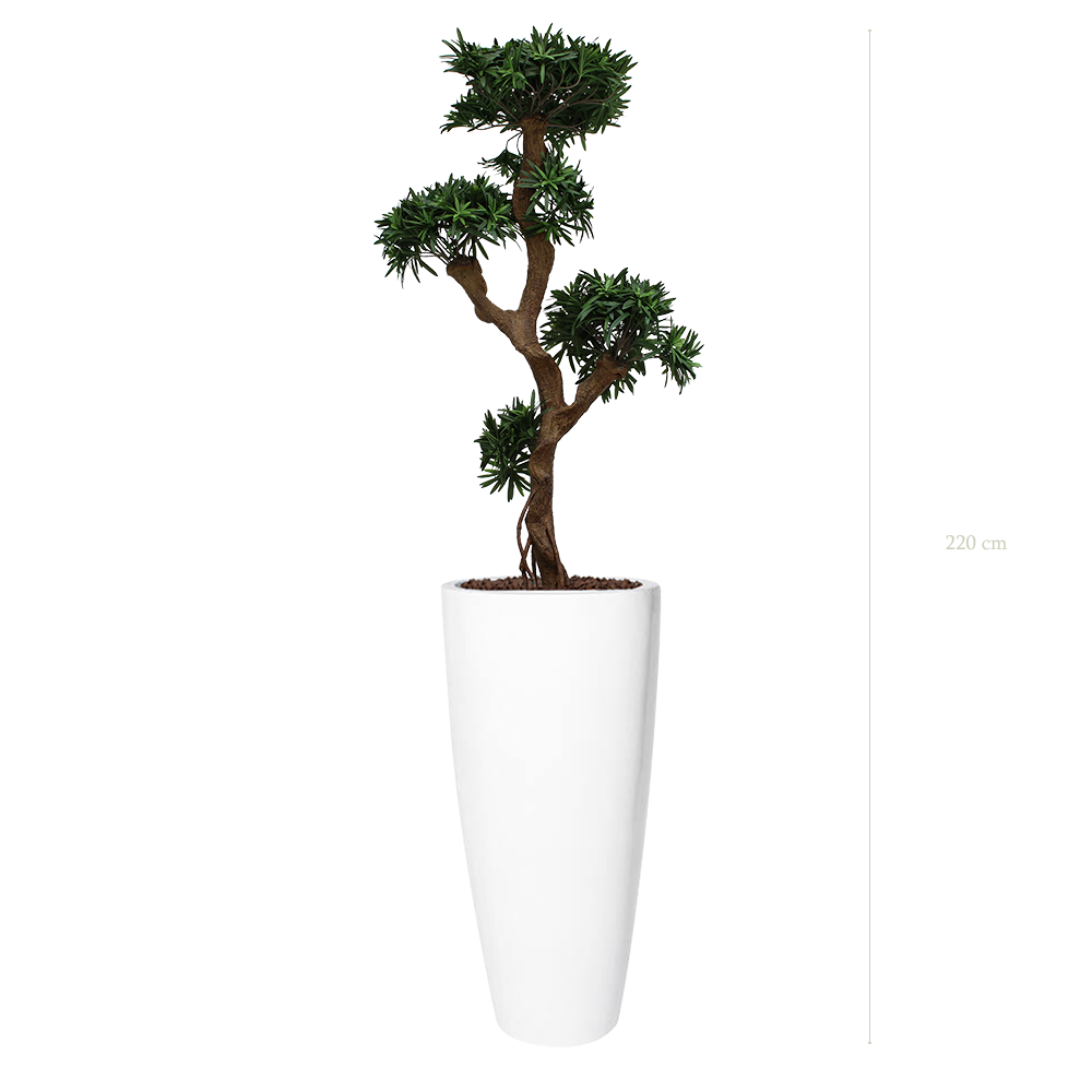 The Podocarpus in a tall round white pot #Artificial