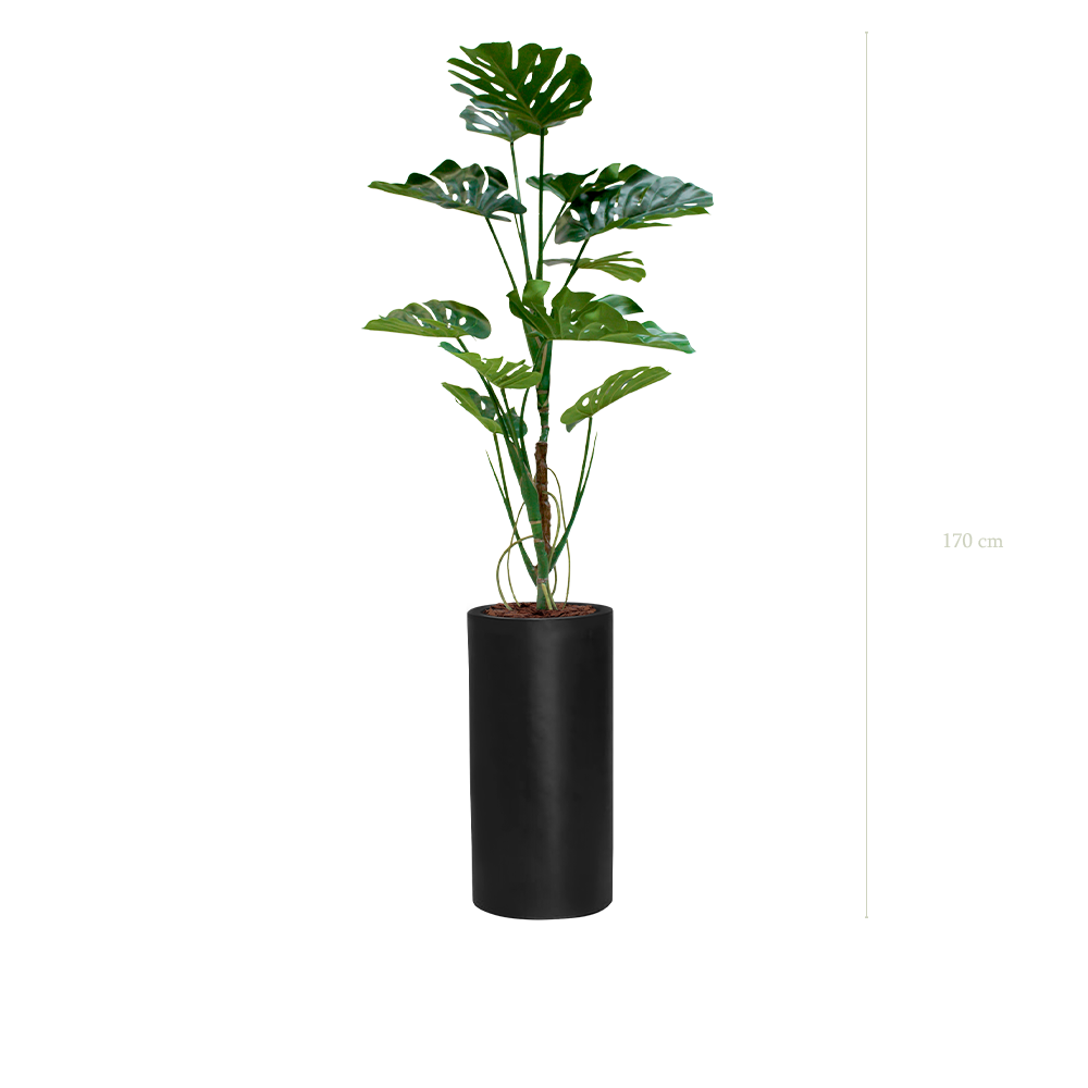 The Monstera in a tall black cylinder #Artificial