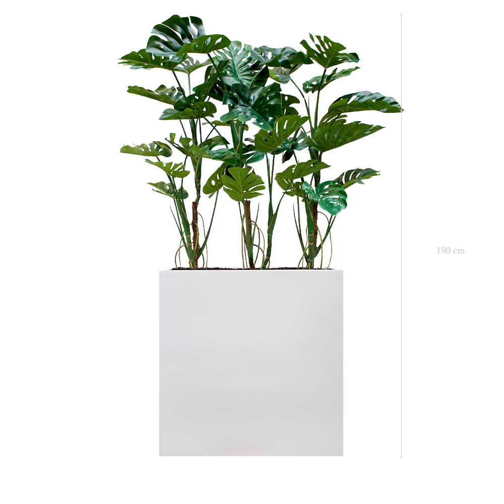 The Monsteras L. White Divider #Artificial