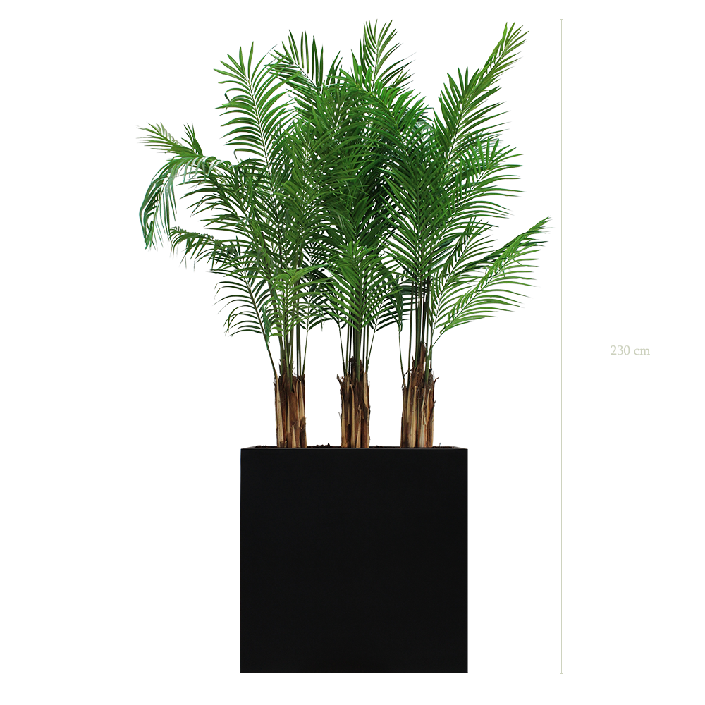 The Areca L. Black Divider   #Artificial