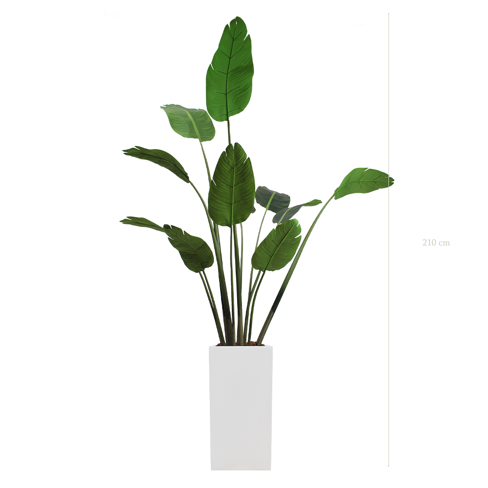 The Banana Tree in a tall white cube pot #Artificial