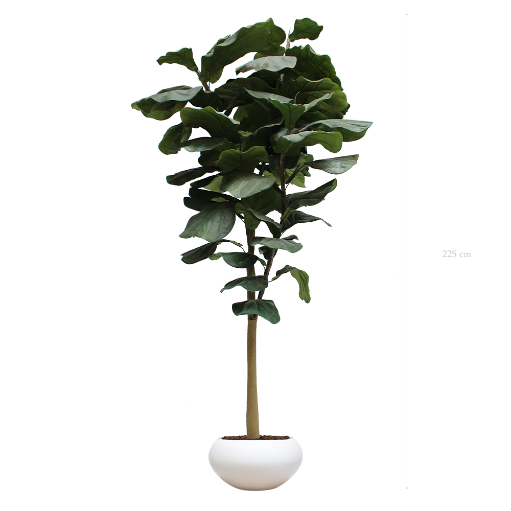 The Lyrata Tree H. 240 cm in a white square pot #Artificial