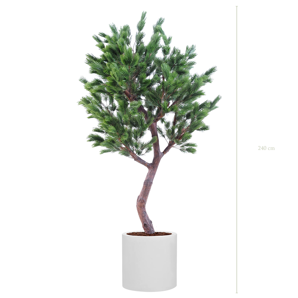 Le Pin 240 - Cylindre Blanc #Semi-naturel