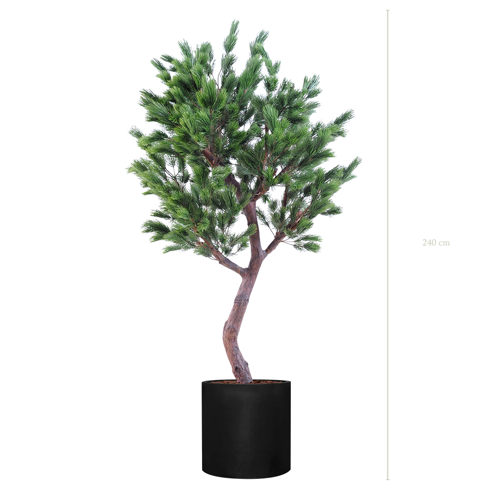 Le Pin 240 - Cylindre Noir #Semi-naturel