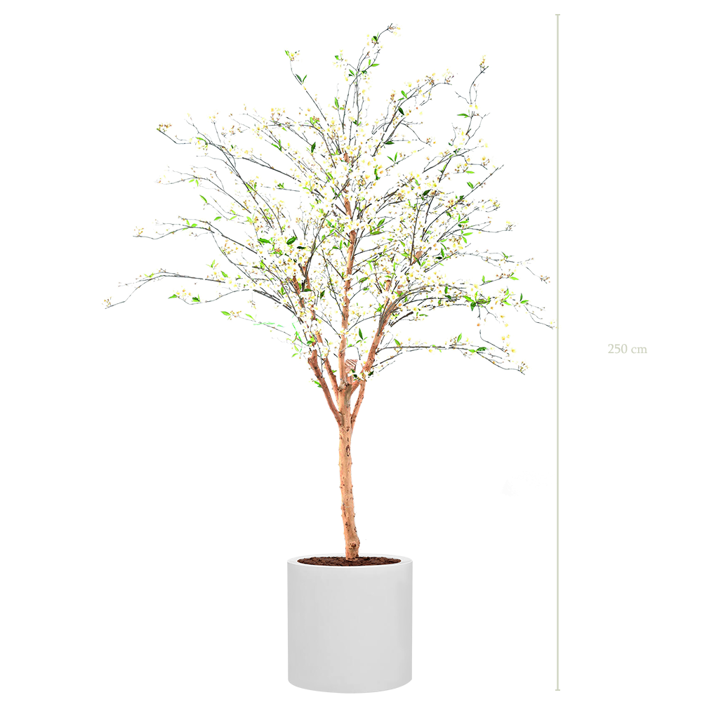 The Cherry tree in a white cylinder pot #Sami-natural