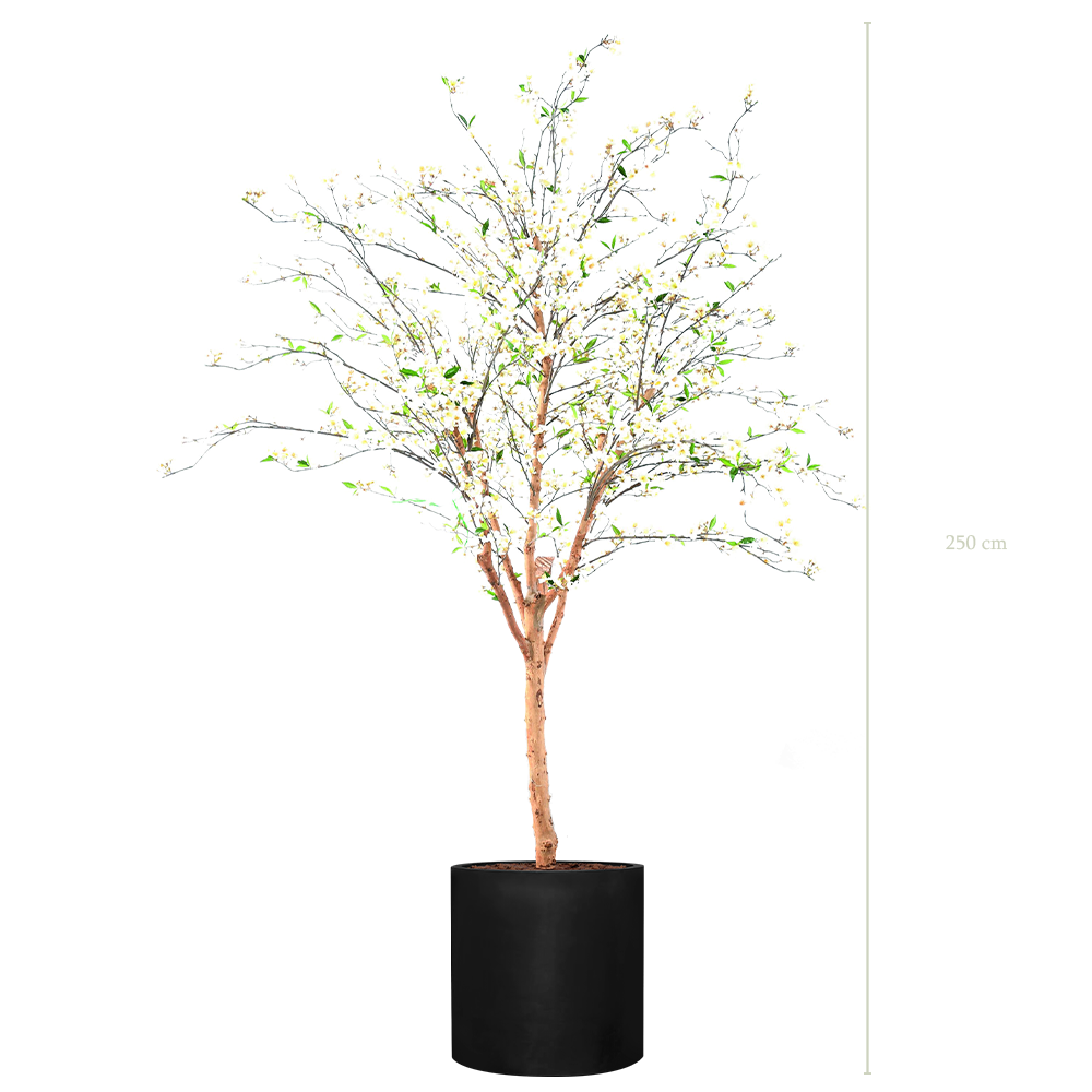 Der Kirschbaum 250 – Schwarzer Zylinder Topf Topf #Halbnatürlich