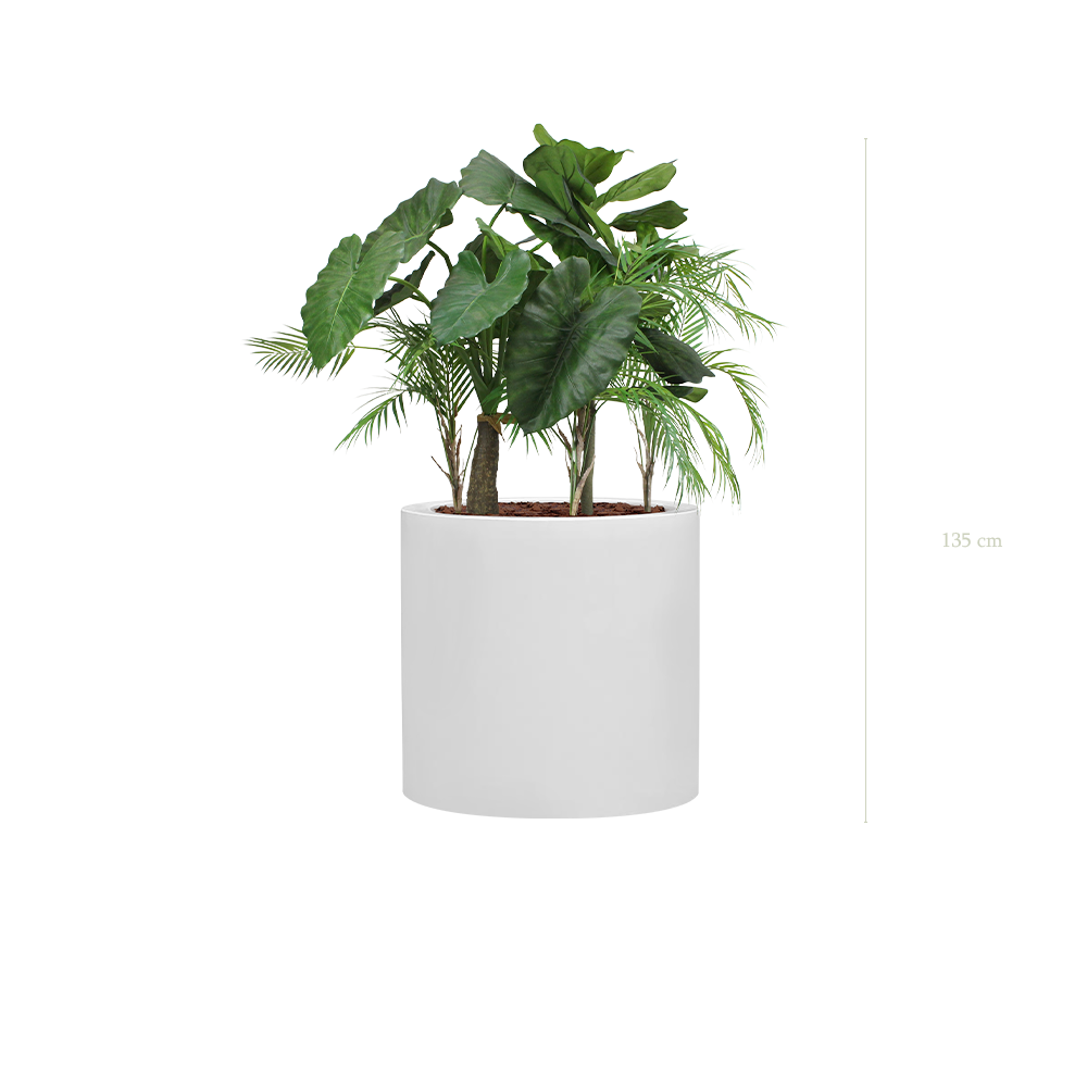 The Palawan in a large White Cylindrical Pot #Artificial