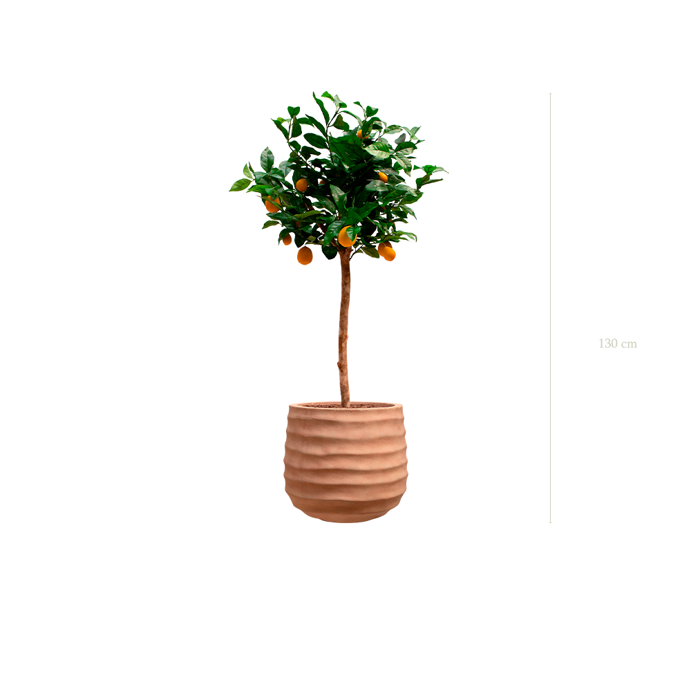 The Lemon tree in a terracotta pot #Artificial