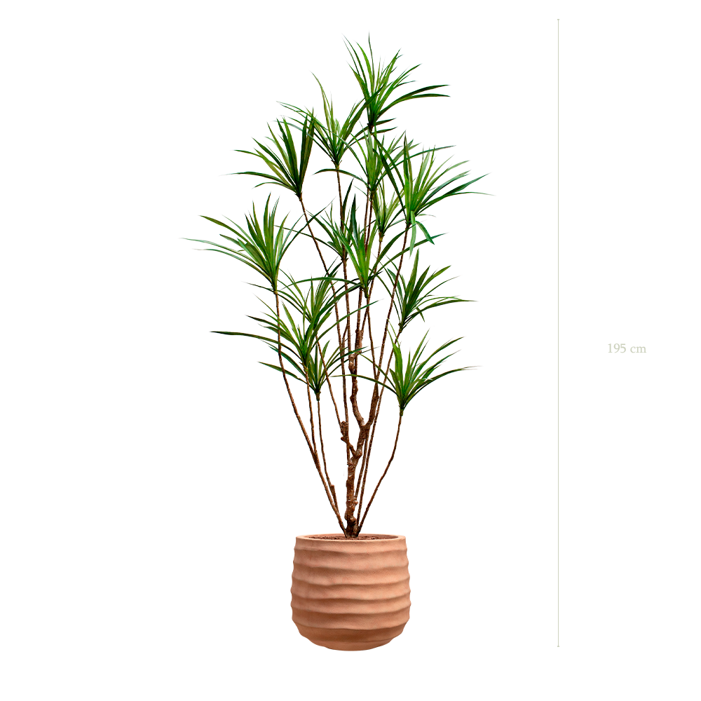 The Dracena in a terracotta pot #Artificial