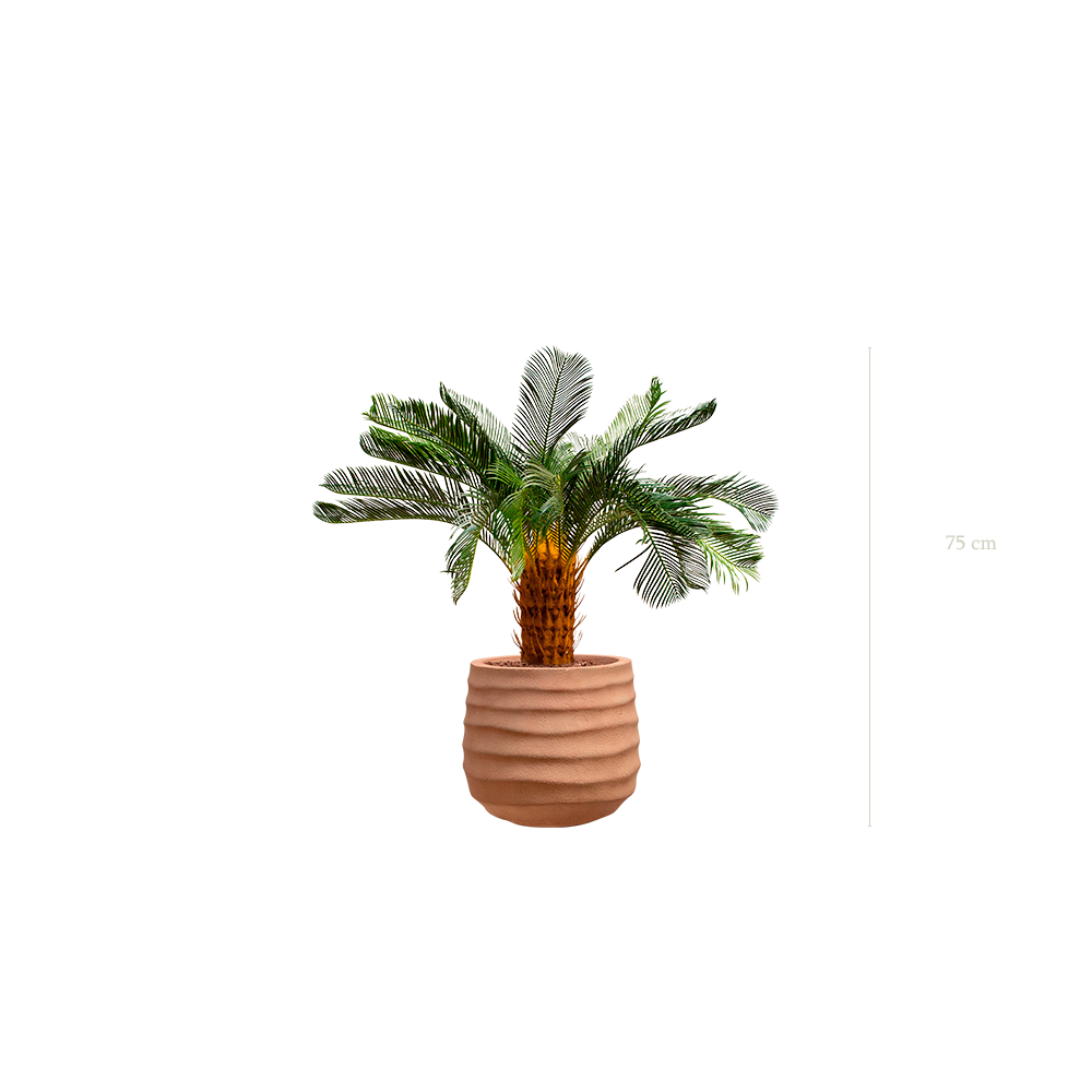 The Little cycas in a terracotta pot #Artificial